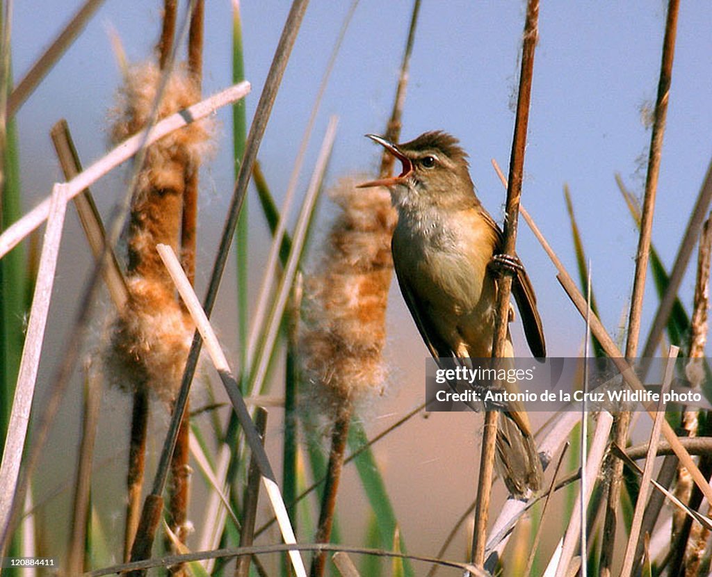 Acrocephalus arundinaceus (Monegros)