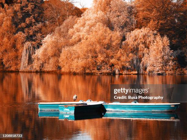 cormorant resting on fishing boat - lagoon willow stock pictures, royalty-free photos & images