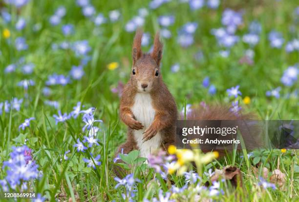 euraziatische rode eekhoorn - dieren & planten stockfoto's en -beelden