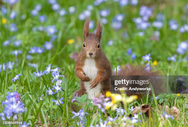 eurasian red squirrel - cowslip stock pictures, royalty-free photos & images