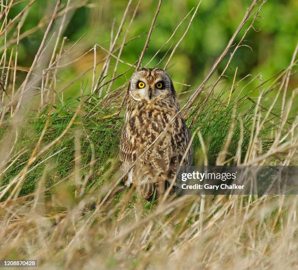 short-eared owl [asio flammeus] - gufo foto e immagini stock