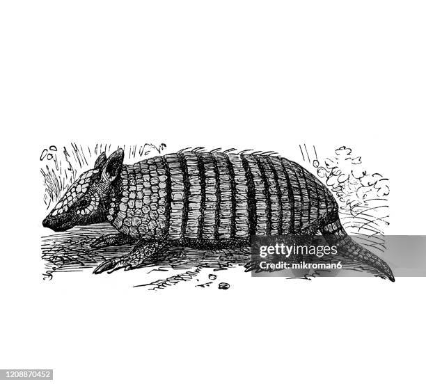 old engraved illustration of common armadillo - cetacea, edentata animal. antique illustration, popular encyclopedia published 1894. copyright has expired on this artwork - armadillo 個照片及圖片檔