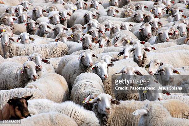 flock of sheep - carneiro imagens e fotografias de stock