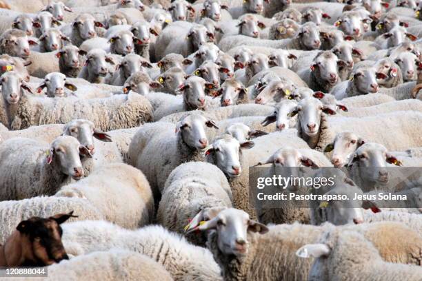 flock of sheep - rebanho de carneiros imagens e fotografias de stock
