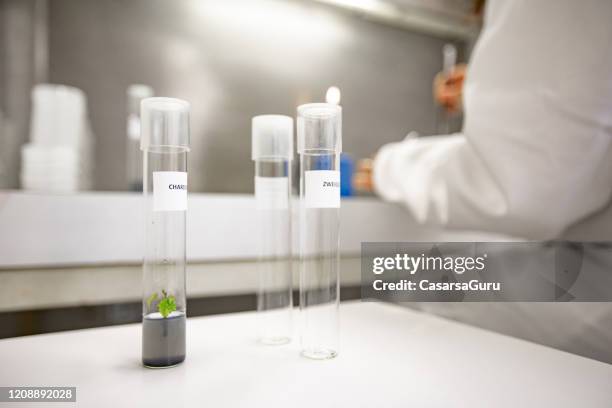 Sapling In Lab 72 Botany Plant Reproduction Laboratory Stock Photos, High-Res Pictures ...