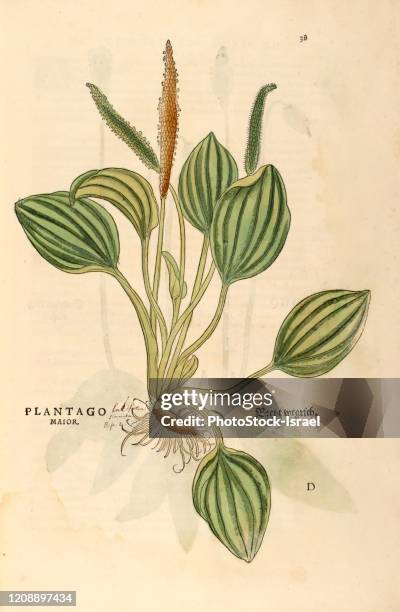 plantago major hand painted woodcutting - plantago major stock pictures, royalty-free photos & images
