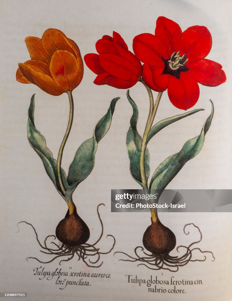 Hand painted red tulip