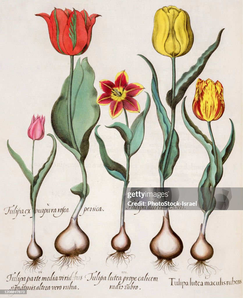 Hand painted tulips