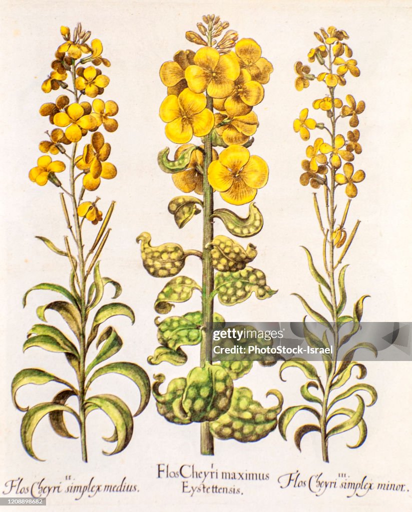 Hand painted Hortus Eystettensis (wallflower)