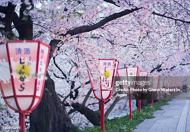 under sakura lanterns - shrine stock pictures, royalty-free photos & images