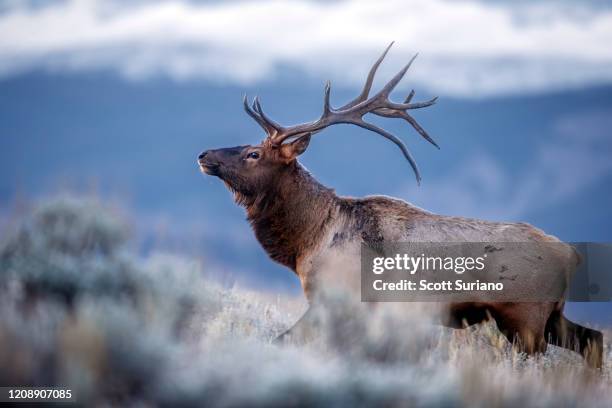 noble elk - elk fotografías e imágenes de stock