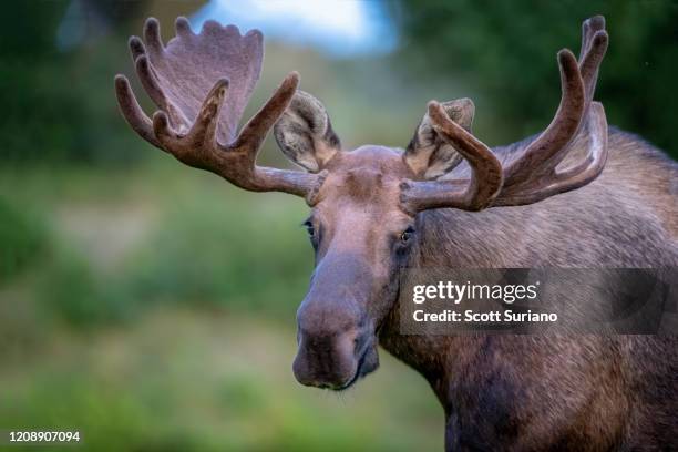 portrait of a giant - elk fotografías e imágenes de stock