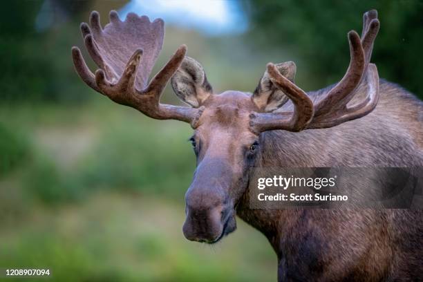 portrait of a giant - moose face stock pictures, royalty-free photos & images