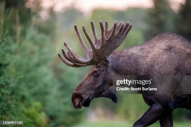 High Resolution Moose Moose Antlers Profile Photos and Premium High Res Pictures - Getty Images