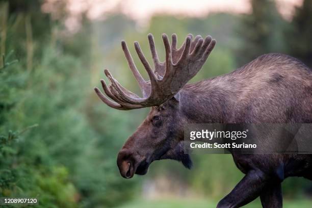profile of a giant - elk bildbanksfoton och bilder