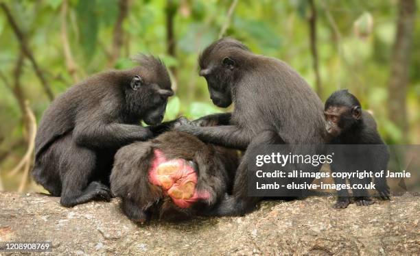 celebes crested macaque grooming time - celebes macaque stock pictures, royalty-free photos & images