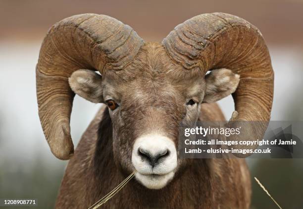 one eyed rocky mountain big horn sheep - ram stock pictures, royalty-free photos & images