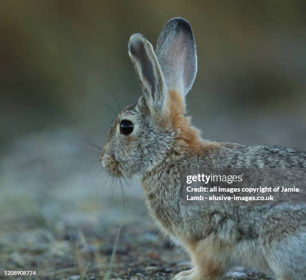 Dakota Rabbit Teddy Roosevelt National Park North Dakota Fotografías e imágenes de ...