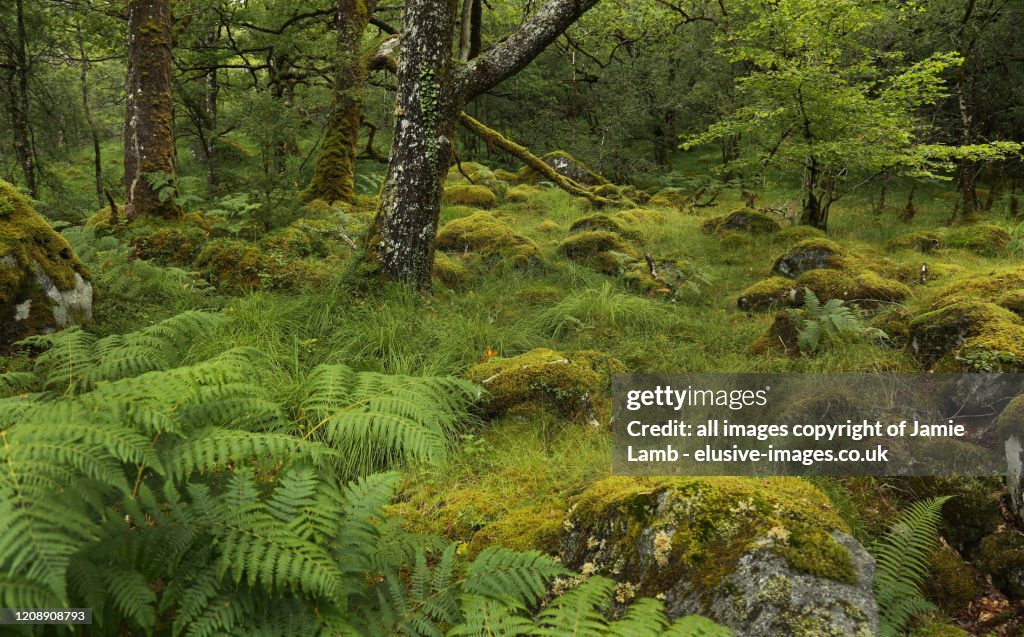 Celtic Rainforest in summer, Argyll, Scotland