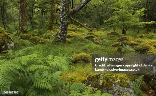 celtic rainforest in summer, argyll, scotland - temperate rainforest stock pictures, royalty-free photos & images