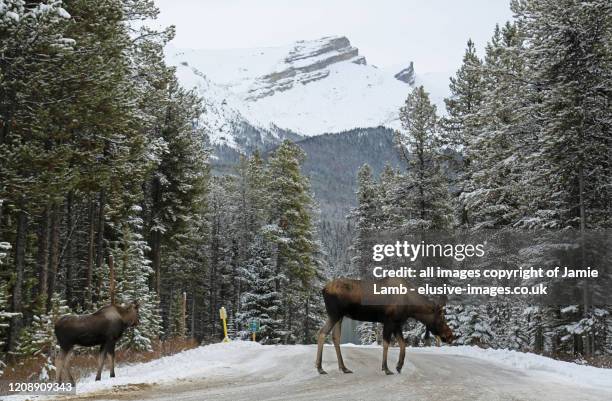 moose crossing road, jasper national park - canada moose stock pictures, royalty-free photos & images