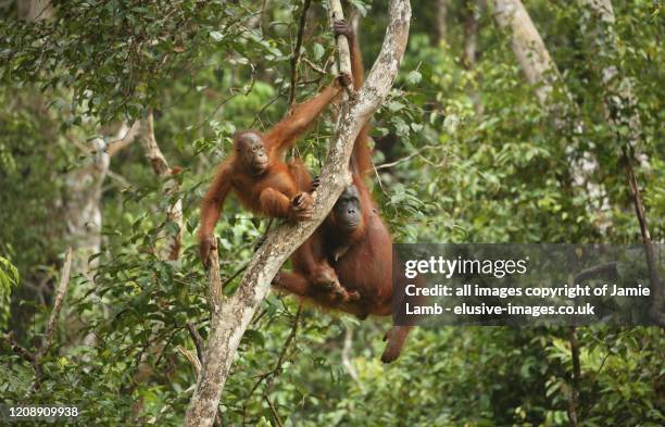 bornean orangutan family hangs from tree - île de bornéo photos et images de collection