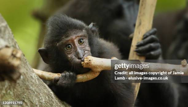 baby crested black macaque, north sulawesi - celebes macaque stock pictures, royalty-free photos & images