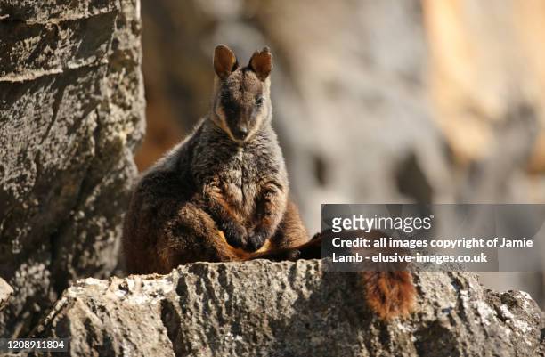 brush-tailed rock-wallaby, on cliff edge - wallaby foto e immagini stock