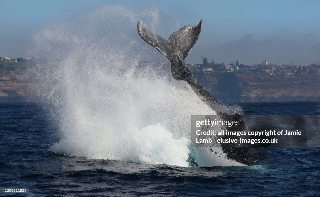 Tail Slap Humpback Whale Breach, Sydney, Australia