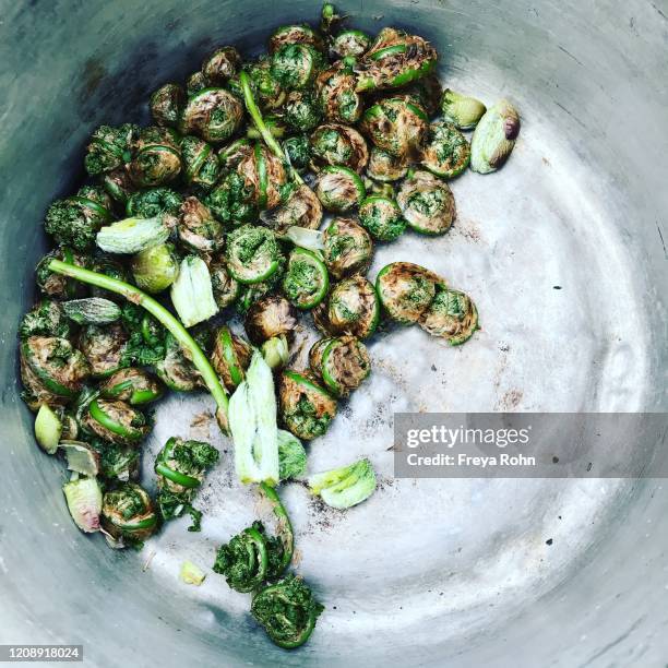 fiddlehead harvest - broto de samambaia imagens e fotografias de stock