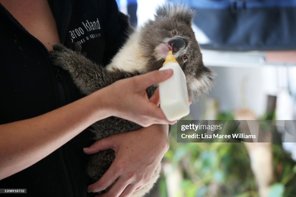 Kangaroo Island Begins Recovery Process Following Devastating Bushfire Season
