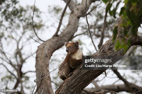 Kangaroo Island Begins Recovery Process Following Devastating Bushfire Season Kangaroo Island Begins Recovery Process Following Devastating Bushfire Season