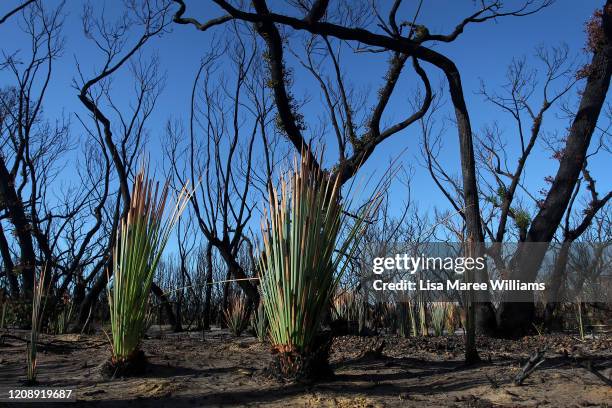 Yucca plants spring to life amongst the bushfire damaged trees and flora along the South Coast Road towards Flinders Chase National Park on February...