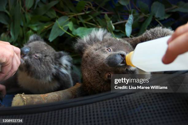 Dana Mitchell owner of the Kangaroo Island Wildlife Park and her team feed koala joeys affected by the recent bushfires on February 23, 2020 in...