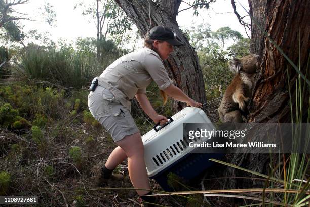 Laura Clifton a koala keeper from Australia Zoo releases a koala affected by the recent bushfires and treated by the Kangaroo Island Wildlife Park...