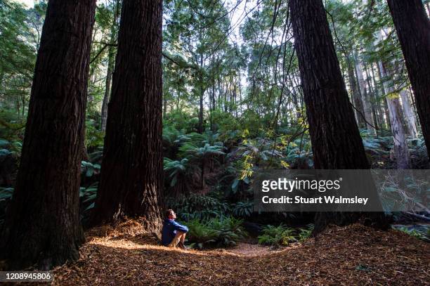 redwoods in australia - giant sequoia stock-fotos und bilder
