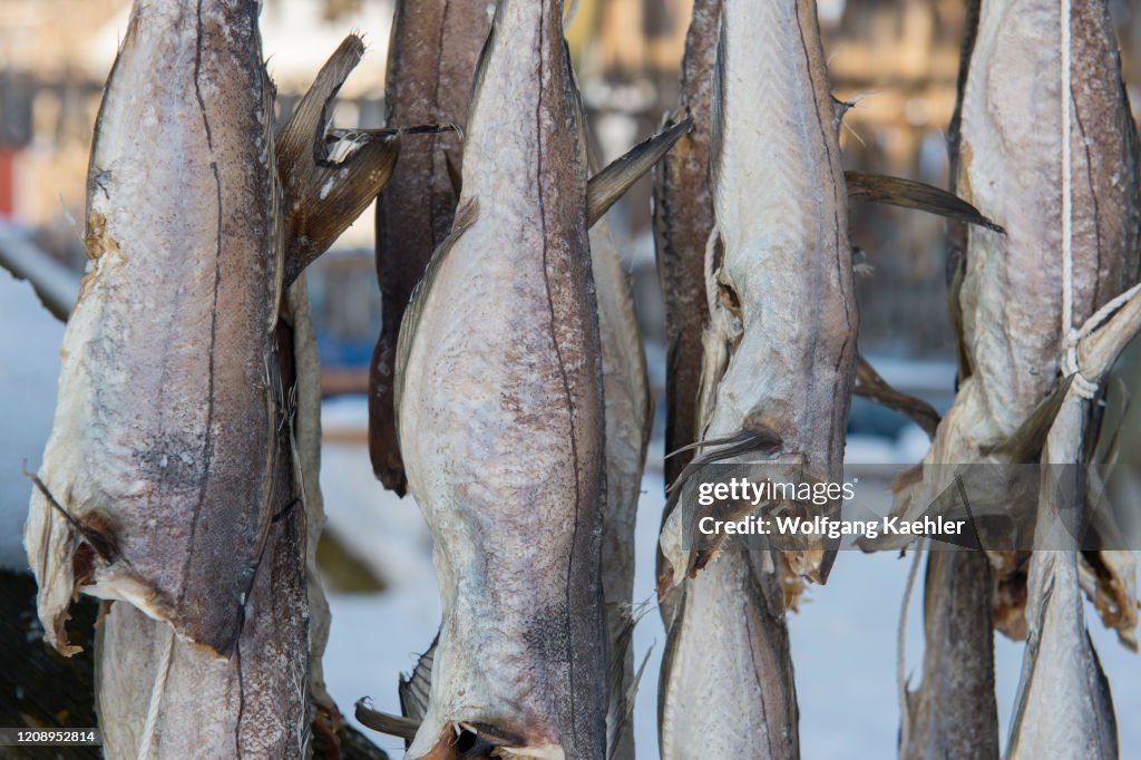 Close-up of Cod drying on drying rack in the winter in Svolvaer, a ...
