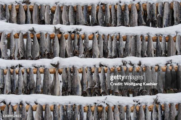 Fish Rack Photograph 1,156 Fish Racks Stock Photos, High-Res Pictures, and Images - Getty Images