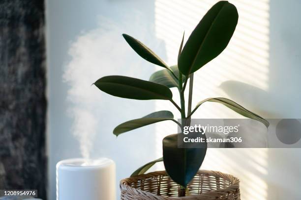 close up air humidifier machine with air purifier tree with light from window - humidifier - fotografias e filmes do acervo
