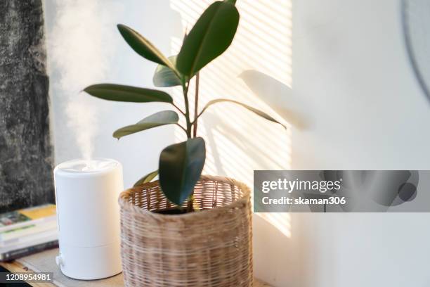 close up air humidifier machine with air purifier tree with light from window - humidifier - fotografias e filmes do acervo