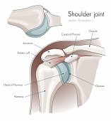 Anatomy of the shoulder joint, labeled.