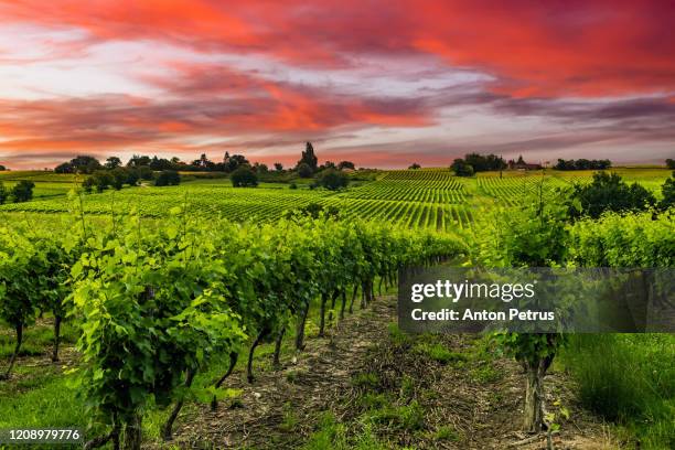 vineyards at sunset. mendoza, argentina - mendoza argentina fotografías e imágenes de stock