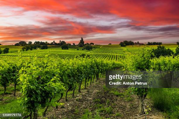 vineyards at sunset. mendoza, argentina - mendoza stock pictures, royalty-free photos & images