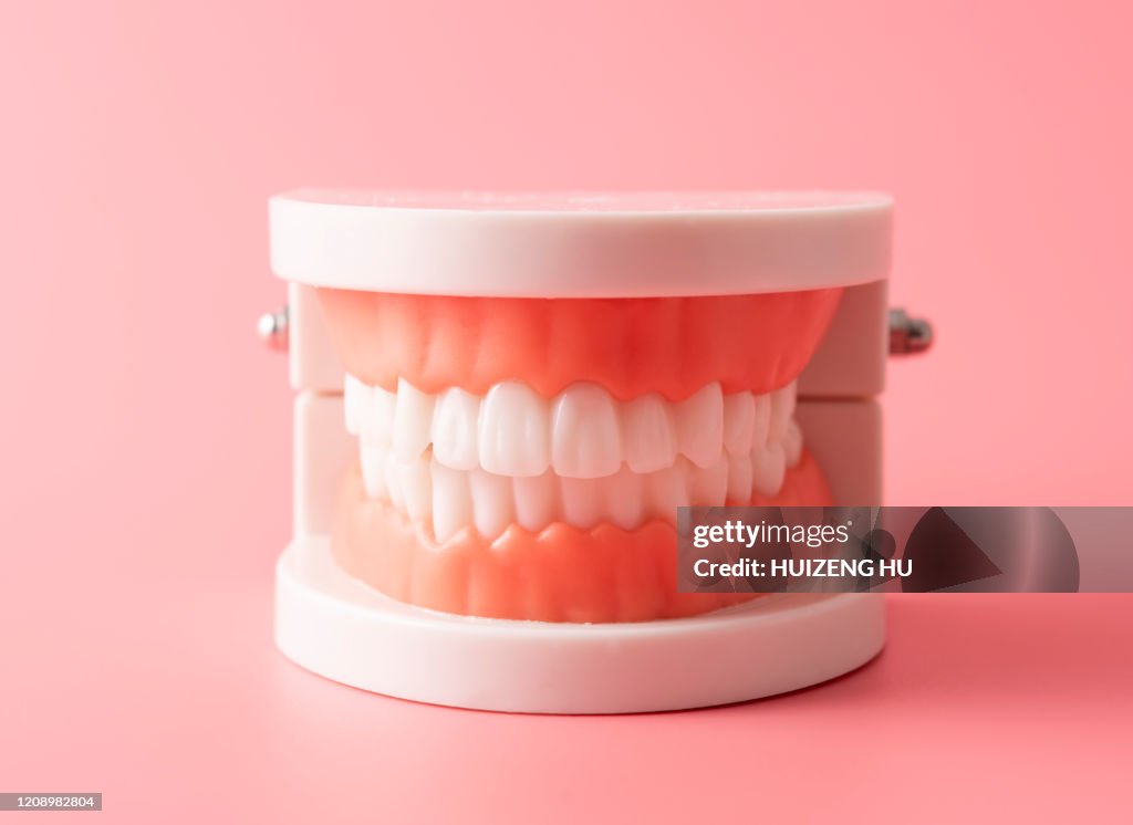 Dental Model