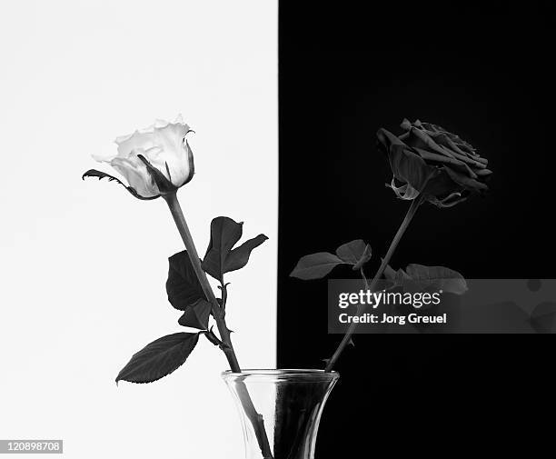 White Roses Between Black Roses Black And White Roses Photos and Premium High Res Pictures - Getty Images