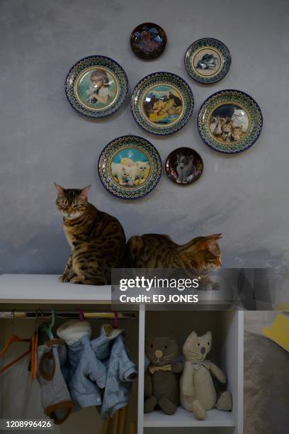 In a photo taken on April 2, 2020 cats sit on a shelf at the closed 2 Cats cat cafe in Seoul. - Business has been devastated by the coronavirus...