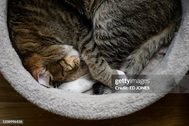 In a photo taken on April 2, 2020 a cat sleeps at the closed 2 Cats cat cafe in Seoul. - Business has been devastated by the coronavirus outbreak,...