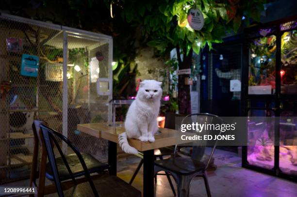 In a photo taken on April 2, 2020 a cat sits on a table at the Table A Raccoon Cafe in Seoul. - Business has been devastated by the coronavirus...