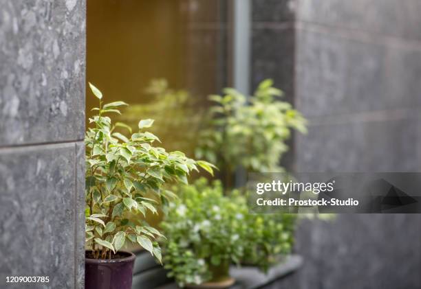 Living Green plant in pots on facade of stylish cafe