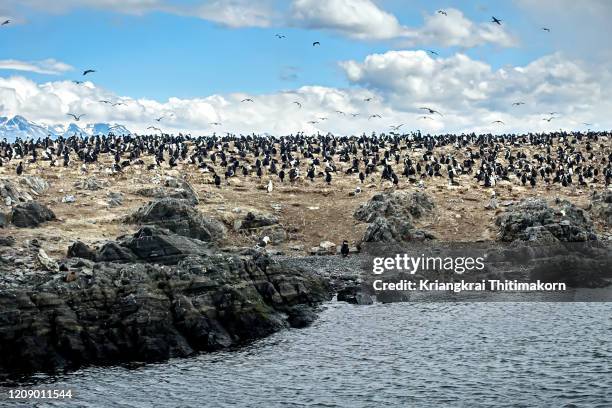 landscape of tierra del fuego. - tierra del fuego province chile stock pictures, royalty-free photos & images